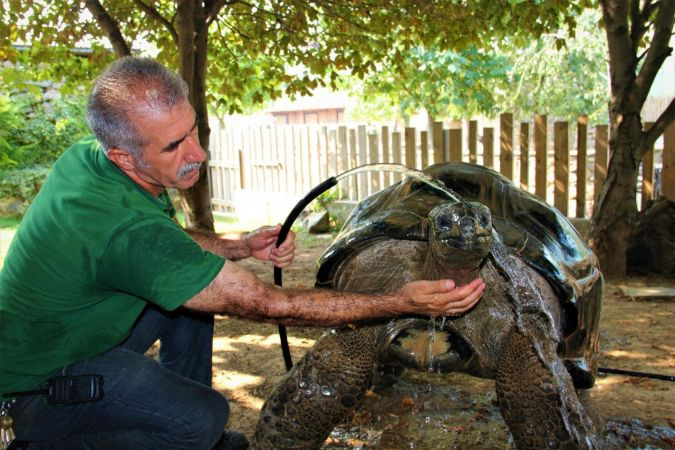 Bu kaplumbağa Cumhuriyet ile yaşıt