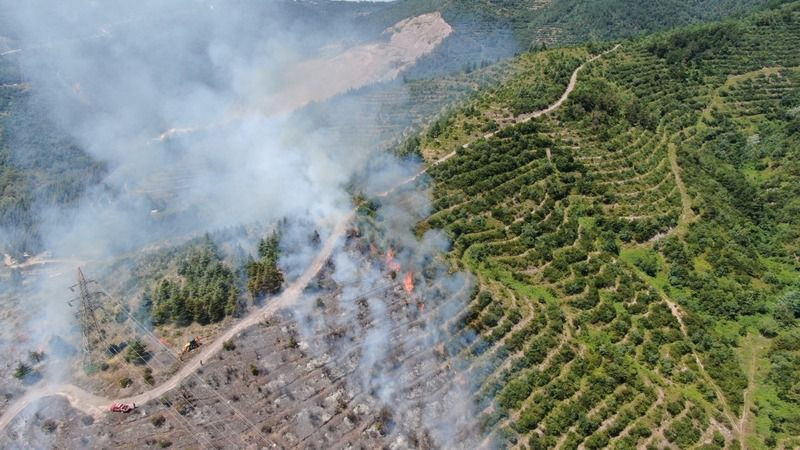 Kocaeli’de orman yangını çıktı!