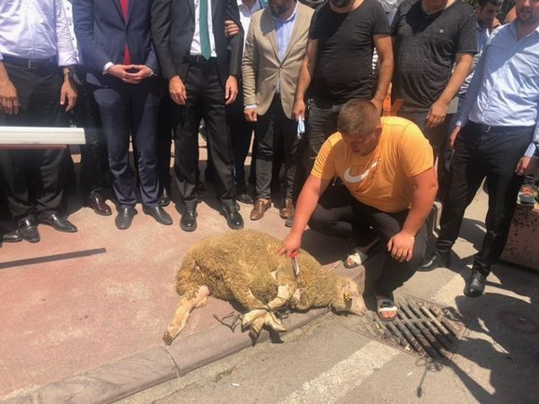 MHP’li Başkan kurban keserek göreve başladı “Ülkücü Başkan nasıl olur göstereceğim”