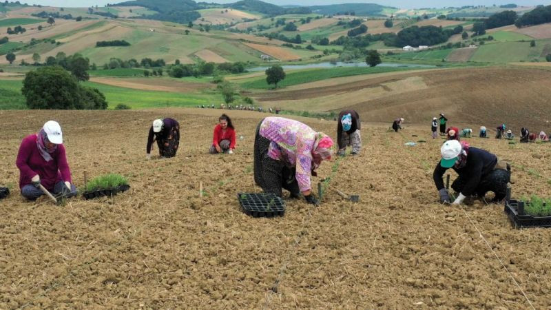 Tarım teşviklerinden 160 kadın faydalandı