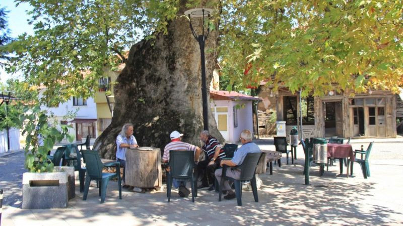 Bin 231 yıllık anıt çınar, bunaltıcı havalarda köylünün kliması oldu