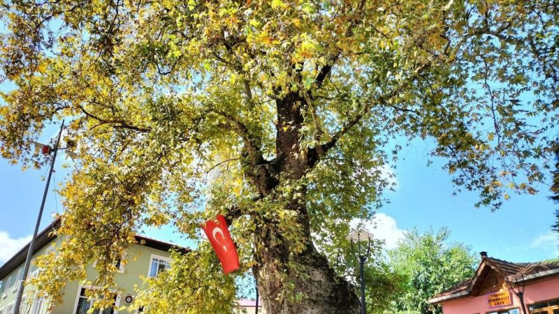 Bin 231 yıllık anıt çınar, bunaltıcı havalarda köylünün kliması oldu