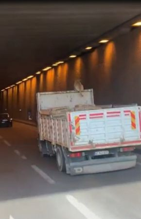 Kamyon üzerinde seyahat eden köpek şoke etti