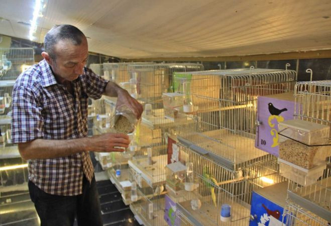 Alkol bağımlısıydı, bir muhabbet kuşu hayatını değiştirdi