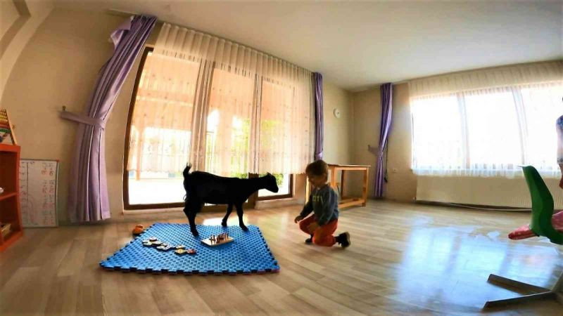 Dikkat sınıfta ‘keçi’ var