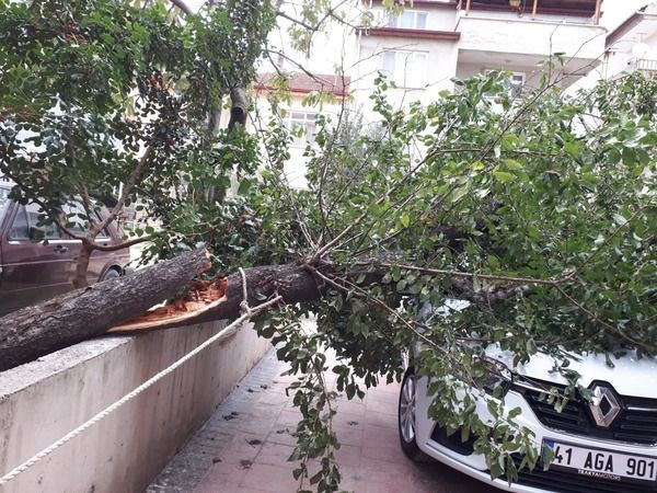 Park halindeki otomobilin üzerine ağaç düştü