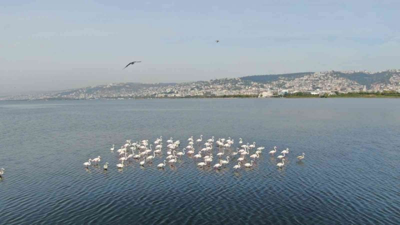 Flamingoların İzmit Körfezi’ne olan tutkusu fotoğraf karesine yansıdı