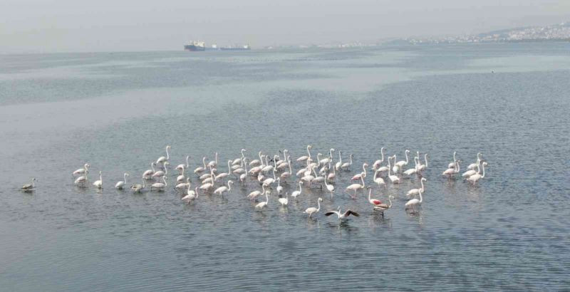 Flamingoların İzmit Körfezi’ne olan tutkusu fotoğraf karesine yansıdı