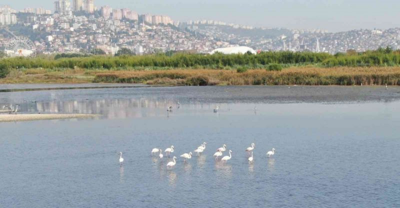 Flamingoların İzmit Körfezi’ne olan tutkusu fotoğraf karesine yansıdı
