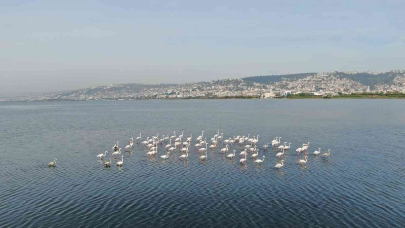 Flamingoların İzmit Körfezi’ne olan tutkusu fotoğraf karesine yansıdı