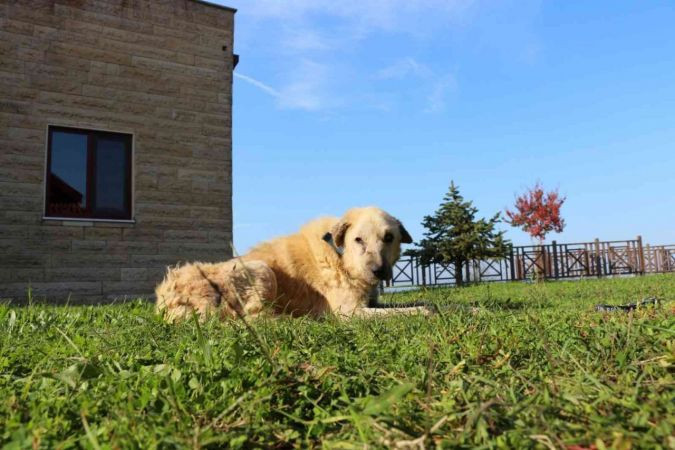 Kanser hastası köpeğin inanılmaz değişimi
