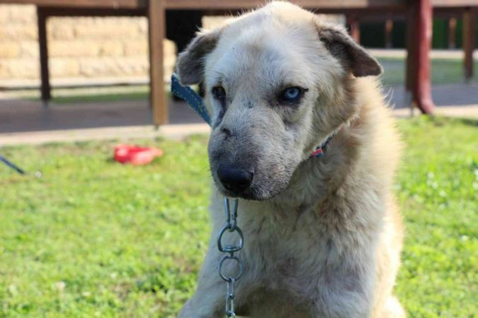 Kanser hastası köpeğin inanılmaz değişimi