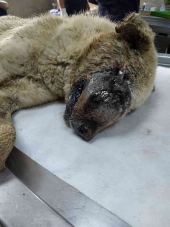 Kanser hastası köpeğin inanılmaz değişimi
