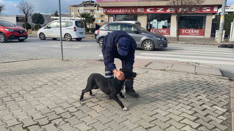 Okula dalan pitbull öğrencilere dehşeti yaşattı