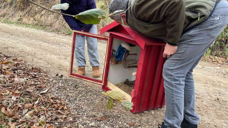 Gündem olmuştu, sincap Alvin yeni yuvasında