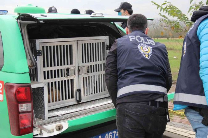 Çöpün yanında ölmüş halde 2 kedi ve 2 köpek bulundu