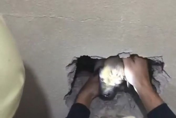 İki bina arasına sıkışan yavru köpeğe kurtarma operasyonu