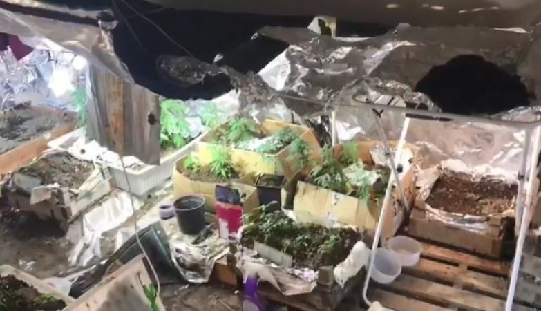 Kenevir serasına çevrilen eve polis operasyonu