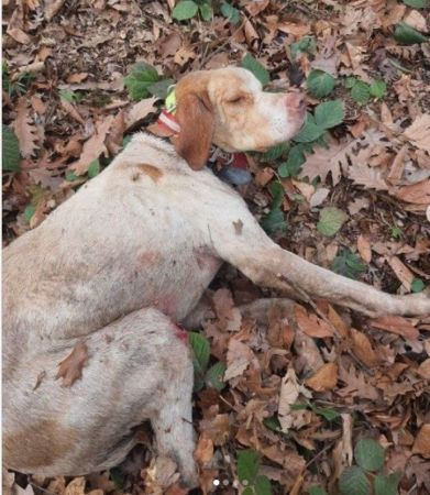 30 metre derinlikten düşen köpeğe kurtarma operasyonu