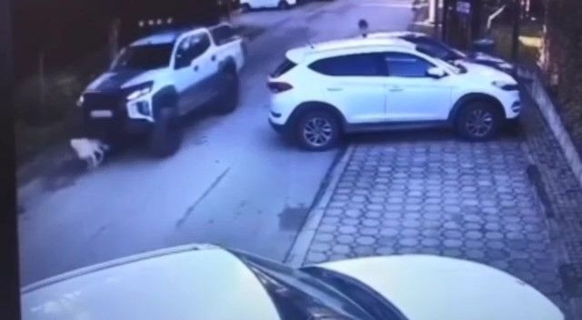 Vicdansız sürücü köpeği göz göre göre ezdi!