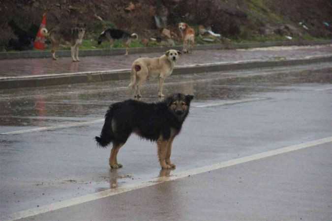 İstanbul’un köpekleri Kocaeli’de korku saçıyor