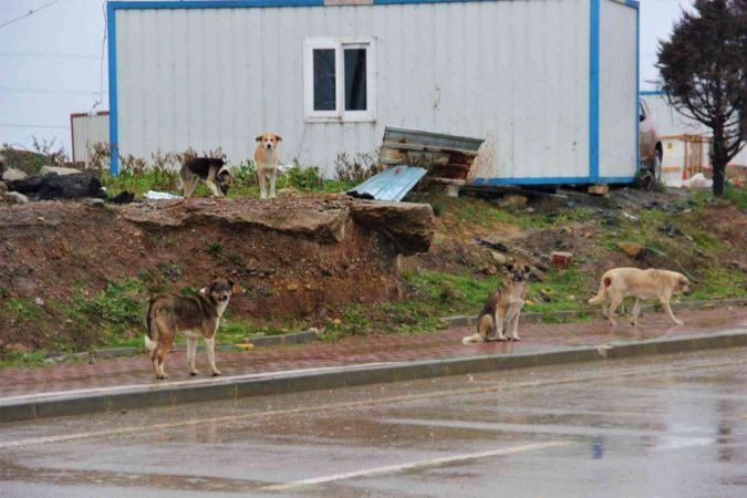 İstanbul’un köpekleri Kocaeli’de korku saçıyor
