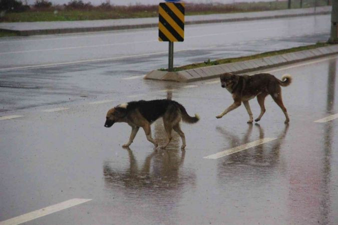 İstanbul’un köpekleri Kocaeli’de korku saçıyor