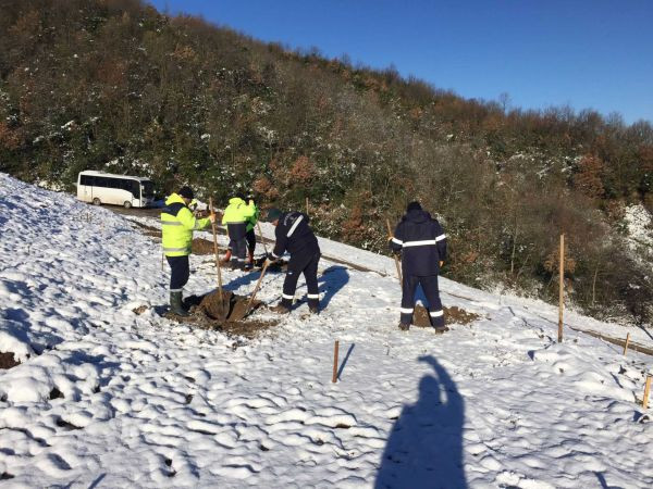 Bal ormanında ağaç dikimi devam ediyor