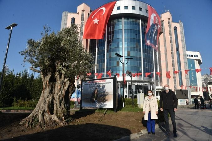 Hürriyet zeytinliklerin peşini bırakmıyor!
