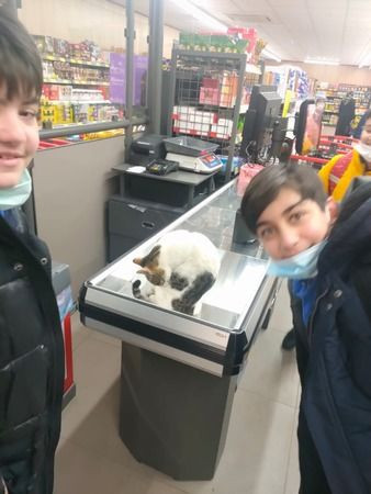 Kasiyer kedi güldürdü!