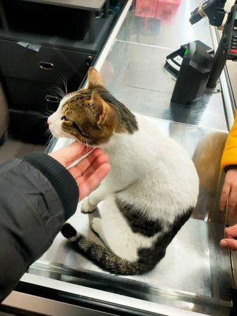 Kasiyer kedi güldürdü!