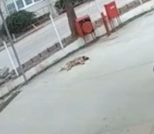 Otomobilin altında kalan köpek metrelerce sürüklendi