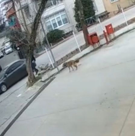 Otomobilin altında kalan köpek metrelerce sürüklendi
