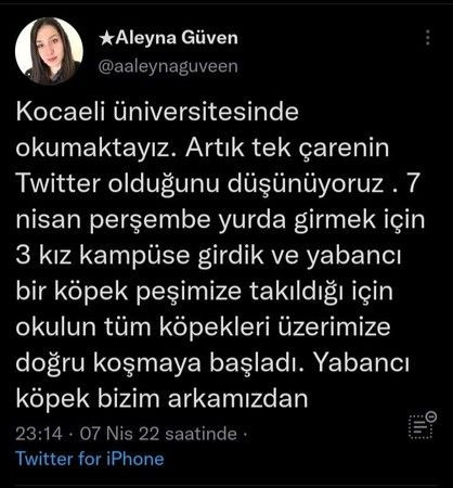 Üniversite kampüsündeki köpekler ÖĞRENCİLERİN KABUSU OLDU