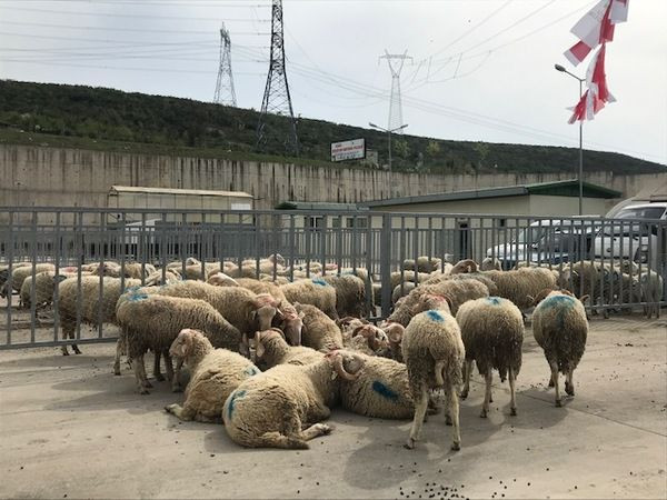 İzmit Belediyesi’nden 20 aileye 100 küçükbaş! “İzmitli çocuklar kuzu görmeden büyüyor”