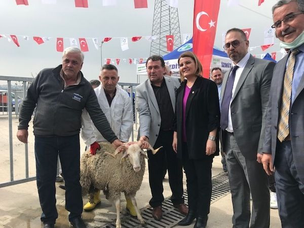 İzmit Belediyesi’nden 20 aileye 100 küçükbaş! “İzmitli çocuklar kuzu görmeden büyüyor”