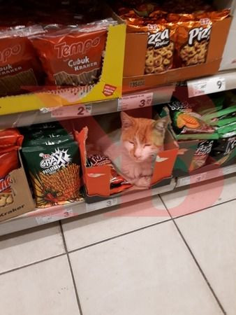 İzmit’teki o markette bu kez de kraker kutusundan çıktı!