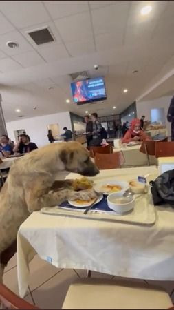 Görüntüler yemekhaneden… KOÜ’de köpekler artık öğrencilerle yiyor!