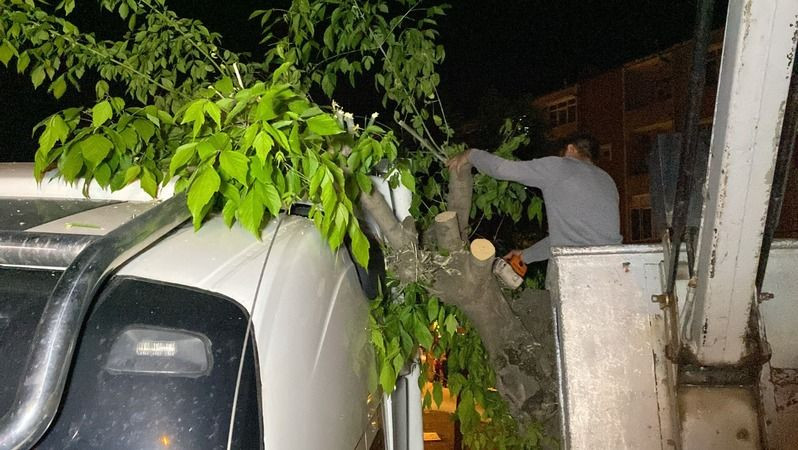 Tırın üzerine AĞAÇ DEVRİLDİ