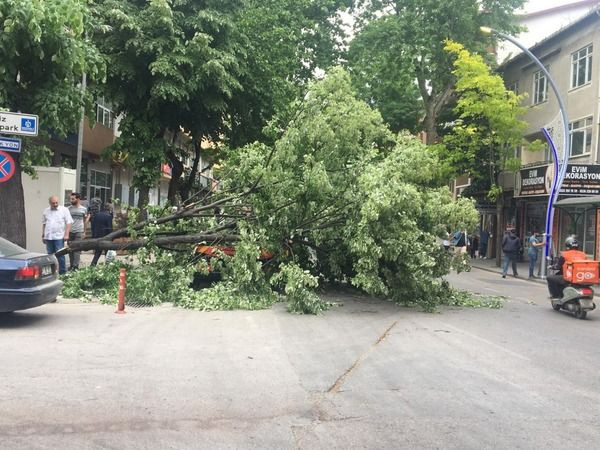 İzmit’te zabıta aracının üzerine ağaç devrildi