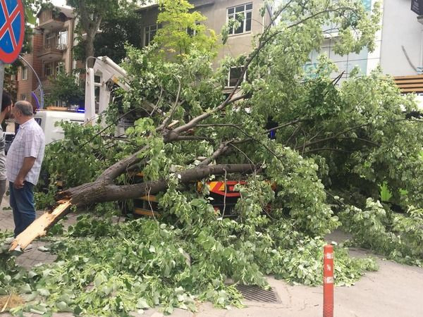 İzmit’te zabıta aracının üzerine ağaç devrildi