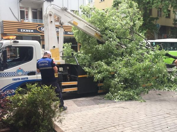 İzmit’te zabıta aracının üzerine ağaç devrildi