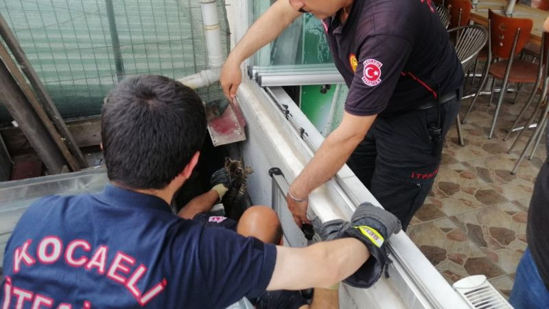 İki bina arasında mahsur kalan kediye kurtarma operasyonu