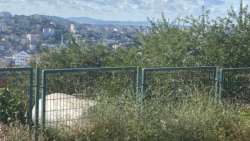 Meyve ağacından düşen kadın yaralandı