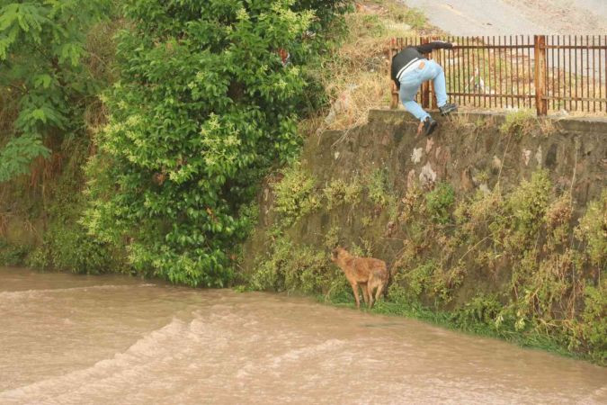 Derede mahsur kalan köpek, ekipleri peşinden koşturdu