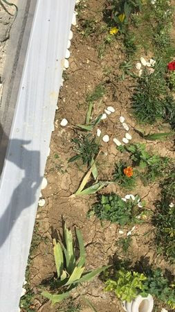 İlimtepe’de mezarlıkların hali İÇLER ACISI!