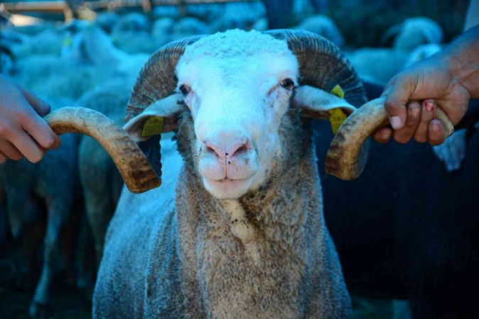 Pazarın en ağır koçu: "Pablo"