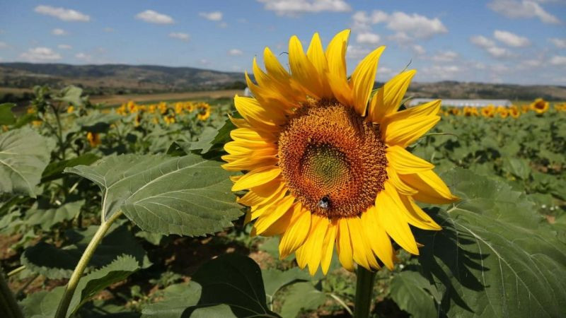 Ayçiçeği tarlaları hasat için gün sayıyor