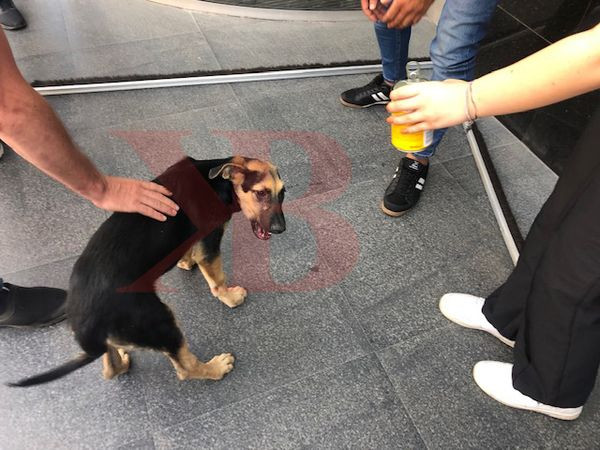 Zavallı köpek AVM kapısına sıkıştı!