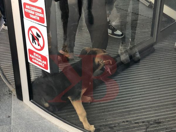 Zavallı köpek AVM kapısına sıkıştı!